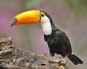 Ramphastos toco