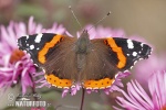 Red Admiral