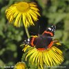 Red Admiral