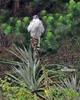 Red-backed Hawk