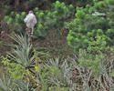 Red-backed Hawk