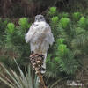 Red-backed Hawk