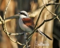 Red-backed Shrike