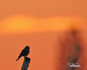 Red-backed Shrike