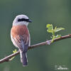 Red-backed Shrike