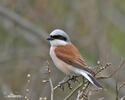 Red-backed Shrike