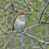 Red-backed Shrike