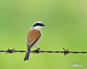 Red-backed Shrike