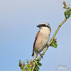 Red-backed Shrike