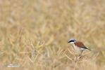 Red-backed Shrike