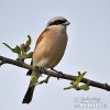 Red-backed Shrike