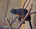 Red-bellied Tamarin