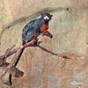 Red-bellied Tamarin