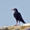 Red-billed Chough