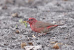 Red-billed Firefinch