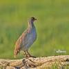 Red-billed Francolin