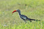 Red-billed Hornbill