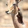 Red-billed Oxpecker