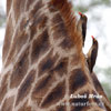 Red-billed Oxpecker