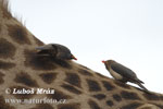 Red-billed Oxpecker