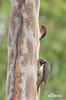 Red-billed Oxpecker