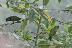 Red-billed Parrot