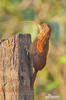 Red-billed Scythebill