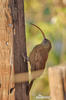 Red-billed Scythebill