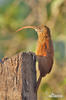 Red-billed Scythebill