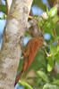 Red-billed Scythebill