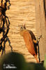 Red-billed Scythebill