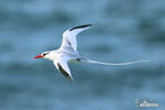 Red billed Tropicbird