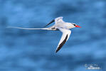 Red billed Tropicbird