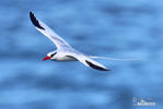 Red billed Tropicbird