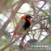 Red Bishop