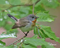 Red-breasted Flycatcher