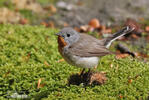 Red-breasted Flycatcher