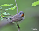 Red-breasted Flycatcher