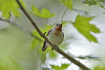 Red-breasted Flycatcher