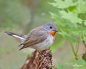 Red-breasted Flycatcher