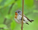 Red-breasted Flycatcher