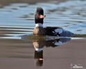 Red-breasted Merganser