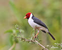 Red-cowled Cardinal