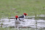 Red-cowled Cardinal