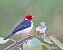 Red-cowled Cardinal