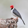 Red-cowled Cardinal