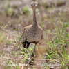 Red-crested Bustard crested