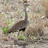 Red-crested Bustard crested