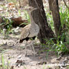 Red-crested Bustard crested