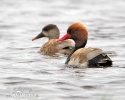 Red-crested Pochard